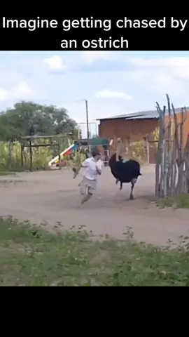 #fypシ #blowthisup #funny #foryoupage❤️❤️ #fypシ゚viral #africa #ostrich #chase 