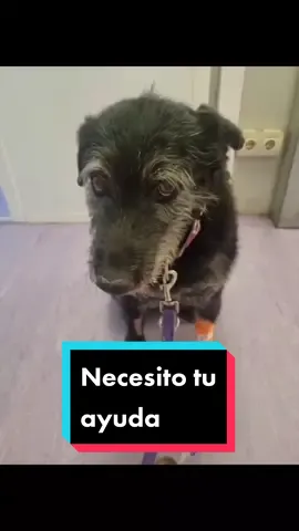 Desde noviembre de 2022 he denunciado 4 cuentas diferentes con el mismo modus operandi, y a pesar de que puedo demostrar que son fraudulentas, solo las cierran porque usan mis imágenes. Pero esta vez no me hacen caso ni en Tiktok ni tampoco en PayPal. Yo no puedo denunciarlo en la Guardia Civil porque a mí no me han estafado, pero necesito que si alguien ha sido estafado lo denuncie, y que estas imágenes se conozcan para que no se puedan volver a utilizar. Para mí es muy doloroso ver una y otra vez a mi niña usada así para robar dinero. Y me duele mucho que estén engañando a personas de buen corazón. Una vez pedí ayuda para denunciar masivamente la cuenta y fue mucho peor, le dimos mucha visibilidad y engañó a mucha más gente. Así que te pido que no busques la cuenta, solo que sepas que si te sale en Para Ti es un engaño. Que esa tal Kiara no existe. No comprendo por qué hacer caer a los malos es tan complicado aún teniendo tantas pruebas como tengo. Estoy muy disgustada y es por eso que desde entonces mis vídeos no se pueden descargar. Me planteo poner marca de agua pero realmente debería borrar todo lo anterior y no tendría sentido... Cuando dones pregúntate cosas. Hay gente muy buena y gente muy mala. Gracias por tu ayuda. #copyright #denuncia #estafa #viral #injusticia #perro #perros #Marla #cáncer #solidaridad #censura #rabia #impotencia #imágenes #lives #vídeos 