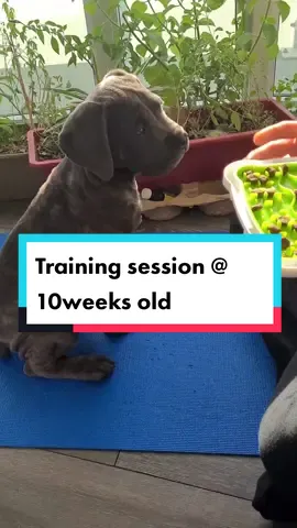 Argo will grow up to be about 130lbs - 160lbs, and without proper training it will be very difficult to control him when he gets bigger. Having him wait until we say so shows him how to control his impulses. It makes him realize that by following our commands then good things will come. If we let him do whatever he wants wherever or whenever now, it will be a migraine having to teach him from scratch when he's full grown. We never want to see our boy get hurt or hurt someone because he has no control over his body and doesn't listen. We refuse to give our dog's breed a bad name. Train your dog and they won't become another bad stereotype. #argothecanecorso #puppycorso #canecorso #trainingdog #trainingtips #10weeksold #trainyourdog #dogparents 