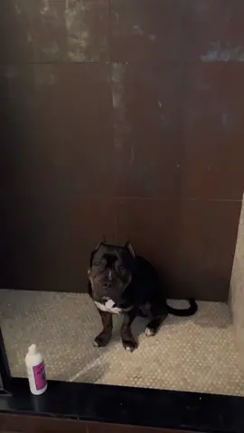 #americanbully #dogsoftiktok #fyp 🐶