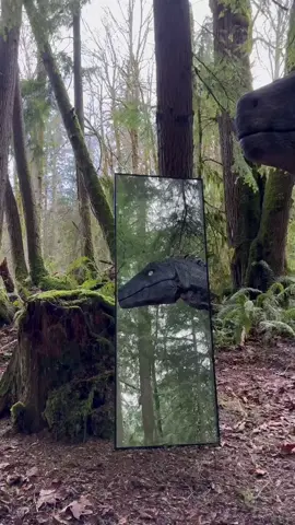 Another me!? Really?? But…what!? 🤣💚🦖.         -#dino #dinosaur #dinosaurs #velociraptor #raptor #rawr #roawr🦖 #🦖 #realistic #dinosaurcostume #woods #alive #saphira #clevergirl #jurassicpark #dinosuit #lol #mirror #forest #nature #wild #wildanimals #pets #velociraptor #saturday #saturdaynight #walkinthewoods #scaredme #realistic #dinosaurday #dinosaursarecool #jurassicworld #whoareyou #roar #💚 