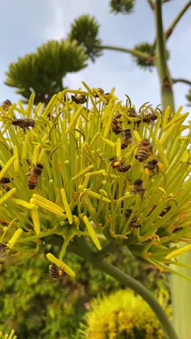 Se acerca la primavera 🌻🌼🌸#abejas #biologia #polinizacion #polinizadores #primavera #fypシ゚viral 