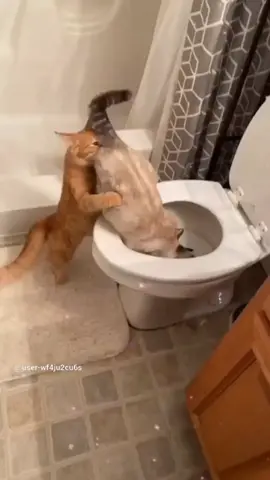 Cats and Dogs just being silly!#puppies #cutedogs #puppyhaircut #lovepuppies #cutedogsonly #dogs #kittkittenspuppy #dogsvideo #lovecats 