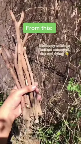 Epetktibo sa lahat ng klase ng halaman.😍🌿#growthfast #rootingplants #organicproducts #plants #garden #plantcuttings