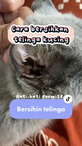Yuk gais harus rajin cek telinga kucing kalian yaa, bersihkan tiap 1-2minggu sekali #earcleaner #pembersihtelingakucing #earmitescat 