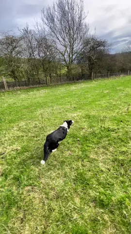 #fyp #fypシ #dog #dogsoftiktok #colliedogs #dogsrunning #bordercollie #tiktok #trending 