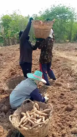 ไม่ไหวบอกไหวครับ ไหล่แทบหลุด🚜#ผู้หญิงทําไร่ทําสวน #แบกมันสําปะหลัง #ฟีดดดシ 