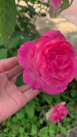 #xuhuong #canhdepquanhta #❤️‍🔥❤️‍🔥❤️‍🔥❤️‍🔥❤️‍🔥 #bài hát hay về hoa hồng #🥰🥰🥰🥰🥰🥰 