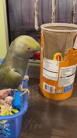 Tink loves her oatmeal container #birdtok #birdsoftiktok #talkingbird #talkingparrot #irn #talkingbirds #tinkerbell 