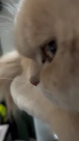 Side eye #sideeyes #sideeyecat #cat #kitten #funny #bombasticsideeye 