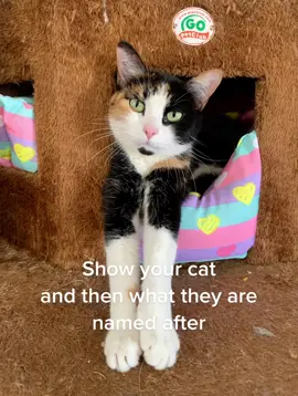 #fyp #cat #calico #foryoupage 