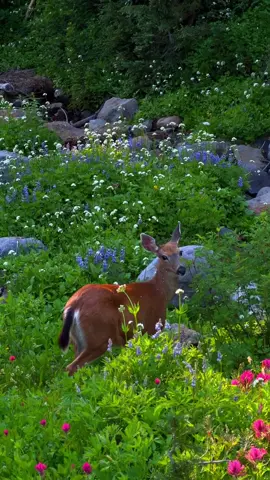 The most beautiful time in the alpine is coming🤍🌸 Mount Rainier puts on a spectacular show every year. Please do not pick native wildflowers, be sure to stay on the path, and respect the area. Mount Rainier is a lovely place to get up close to the flowers, because of the well maintained paths that lead between meadows of them. Going off trail damages the flowers, and that means less of them each year. Let’s keep these places beautiful 🤍