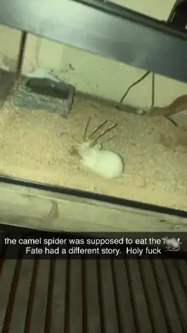 Mouse kills camel spider  #mouse #camelspider #spider #prey  #predator