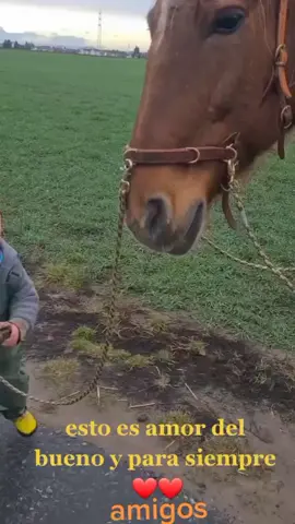 Save Our Future❤️🙏 @Borneo Orangutan Survival @International Animal Rescue @WWF@Emil Vergo #hanszimmer #babyorangutan #babymonkey #animalsoftiktok #tiktokanimals #orangutan #greatapes #youarefree 