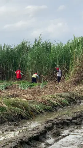 Sugarcane Harvesting(Manual)…