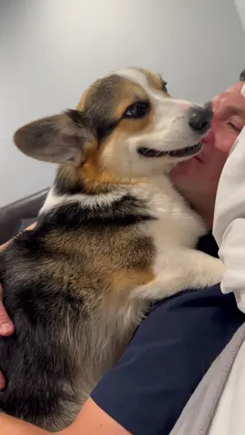The obsession between poppa and Graffiti is real 🤭❤️ #corgi #cuddlydog #dogdad 