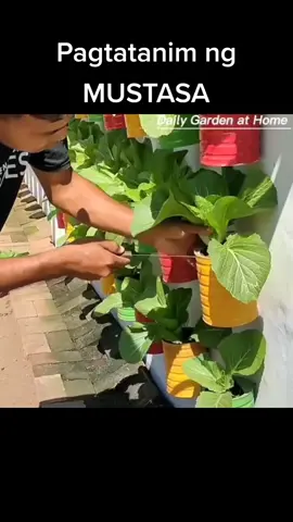 Simpleng idea sa pagtatanim ng Mustasa. 