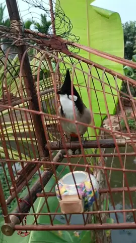 #chào mào mồi 2023 3 năm tập luyện.đạt đến đỉnh kao là lúc hết bổi 😂. #007