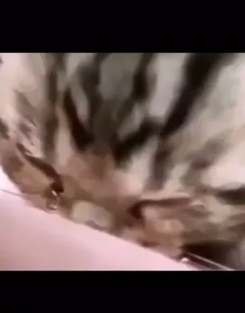 Real. #meme #real #fyp #viral #lowqualitymemes #sad #cat #crying 