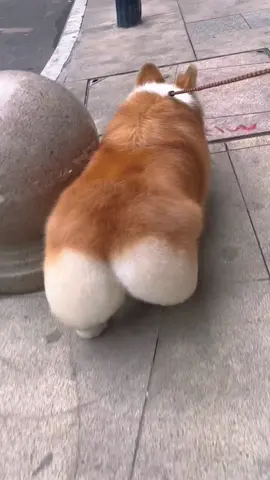 This dog‘s butt is a little big😂#dog #dogsoftiktok #dogs #dogsofttiktok #pet 