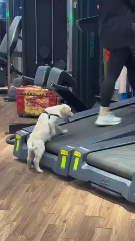 can you slow down😆😆#puppylove #puppy #dog #cute #funny #cutedog #funnyvideos #labrador #haha #walk #smart #slowdown 