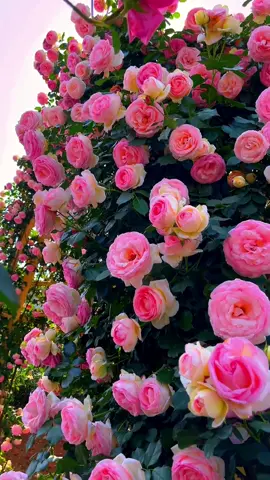 Beautiful roses.🌹🌹🌹#GCashStories #tiktok #foryou #spring #flowers #nature 