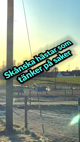 #hästparaden #skåneparaden #hästar #hästarpåinstagram #ridning 