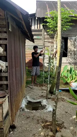 Melanjutkan pembangunan memperbesar Aviari mini#bolang #burung #aviari 