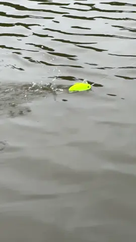 Deps Evoke 120mm continua sendo uma das iscas mais produtivas. Se liga no barulho que essa helice faz ao ser recolhida ! #deps #depsevoke120 #pescaria #iscasjapa #pescaesportiva 