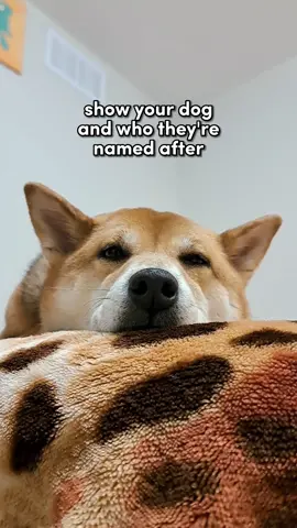true story  .  #CapCut #dogsoftiktok #foryoupage #fyp #foryou #cutedog 
