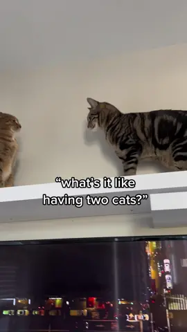 It’s like having two extra furry children #catsoftiktok #catlife #catparents  