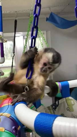 He’s having lots of fun!! #everetthenry #playing #babymonkey #cutebaby #capuchin #monkey #monkeysoftiktok 