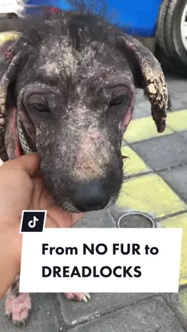 Max incredible transfuuuurmation from being dumped in front of a supermarket with no fur to being loved by his very own family and he even has dreadlocks now 😂🥰  #adoptdontshop #rescuedog #puppylove #transformationtuesday #dogsoftiktok #fyp #rescuedogsoftiktok 