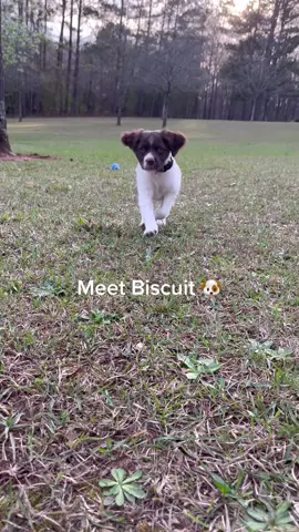 🐶🐶 #puppylove #puppytok #brittneyspainel #foryoupage 