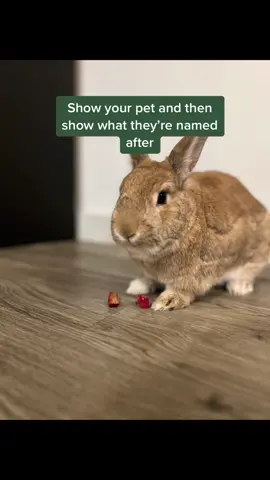 i think i was hungry when i named the bunnies xo #bunny #rabhit #animals #capcut #fyp #showyourpet 