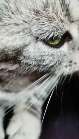 #cat #catsoftiktok 