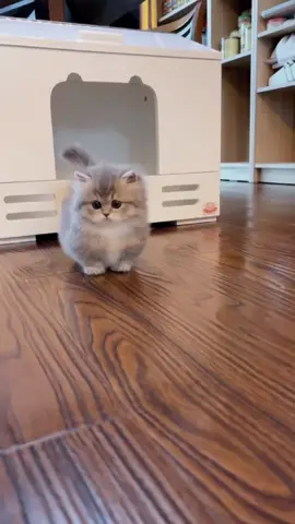 #cat Short leg🤣🤣