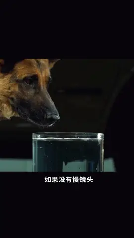 狗子喝水慢镜头 #狗狗 #喝水 