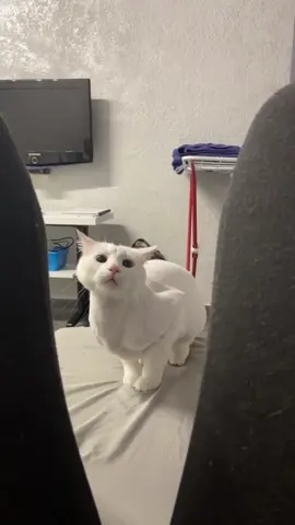 So charming!!!  #cat #whitecat #charming #dancecat #catsoftiktok