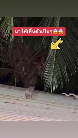 เพิ่มแสงลองสังเกตลูกสรครับ😱 พึ่งเคยเห็นครั้งแรกในชีวิต #ผี #กระสือ #ผีไทย #ขึ้นฟีดเถอะ 