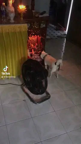 Khát nước mụt xíu 😀  #dogs 