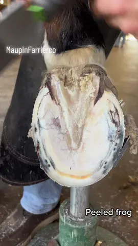 #farriersoftiktok #farrier #horse #fyp #asmr #oddlysatisfyingvideo #maupinfarrierco #oddlysatisfying #horsetok #fypシ #horses #horsesoftiktok #farriersontiktok #asmrvideo 