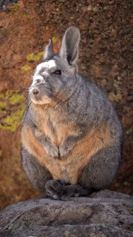 La vizcacha 🐰💕 fauna nativa y protegida en Chile. #parati #fyp #naturaleza 