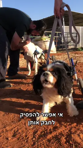 כלבים נכים על כסאות גלגלים- צריכים המון השגחה #חוותקרןאור #בעליחיים #ויגןפרנדלי #התנדבות #הידעת #כלבים #כסאגלגלים #אהבה #ליטוף #חיבוק 
