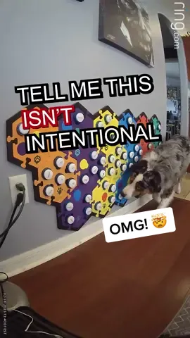 Ripley really loves his Grandma! This happened multiple times this day. This was the first time. Stay tuned… 🐶  #australianshepherd #fluentpet #talkingdog #dogswhotalk #dogmom #dogdad #puppy #doglover #grandma #smartdog #aussiesoftiktok #puppylove 
