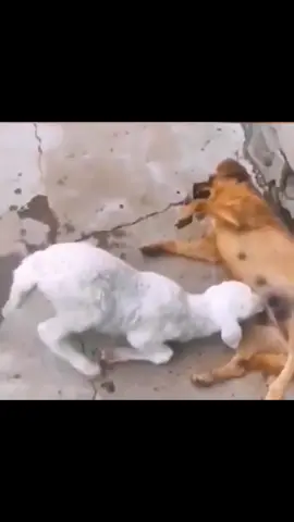 The dog was bullied by sheep and was loveless 🐶🐶🐶Follow me!#dogfunny #dogsoftiktok #dogfunnyvideo 