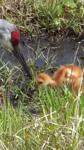 Crane Chick Taking A Lizard From Mom Newly-hatched, fuzzy orange Sandhill Crane chick takes a lizard from it's mother's beak, has a difficult time swallowing such a large hunk of food, while mom watches carefully to see that he..