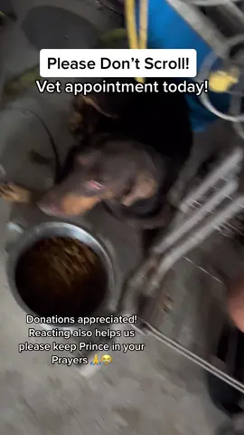 Prince needs your help , a worker hit him with a forklift a week ago . He is refusing to eat and you can see he is in Extreme pain. He has hidden himself and wont come out donations can be made to Kothman Vet 210-828-3935 - Jenna Rose - Pets name Prince.  #fypシ #sanantonio #kothmanvet #saveastray #rescuedog #donationsneeded #dontscroll #adoptdontshop #helpneeded #rescueworld 
