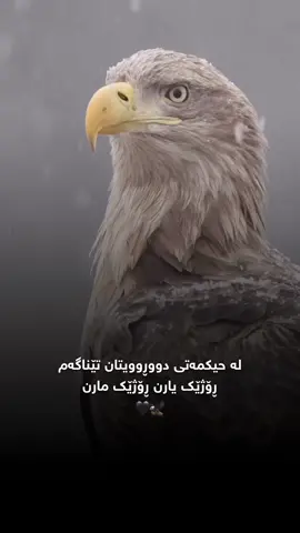لە حیکمەتی دووڕوویتان تێناگەم ڕۆژێک یارن ڕۆژێک مارن🦅🖤 #_wtta #text #foryou #fyp #fypシ 