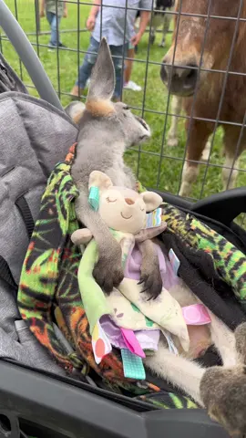 Ozzy and Brooklyn are curious of each other #fyp #Texas #ozzytheroo #redkangaroobaby #minihorse #spoiledbaby #happyhomesteadingyall #fur_everhomesanctuaryfarm #jimsjunglepettingzoo 